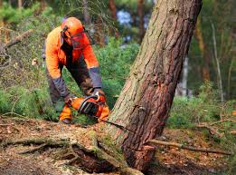 How Our Tree Care Process Works  in  Sharpsville, PA