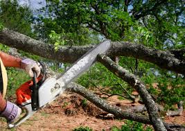 Best Tree Trimming and Pruning  in Sharpsville, PA