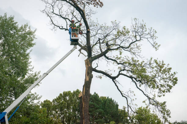 Best Tree and Shrub Care  in Sharpsville, PA