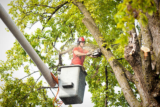 Leaf Removal in Sharpsville, PA