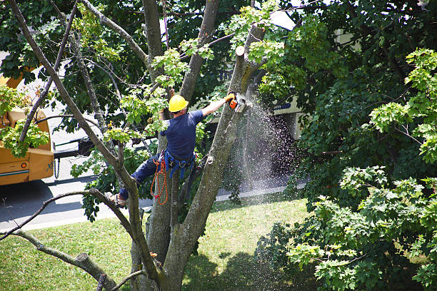 Best Firewood Processing and Delivery  in Sharpsville, PA