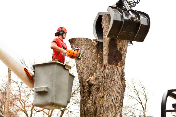 Best Tree Maintenance Programs  in Sharpsville, PA