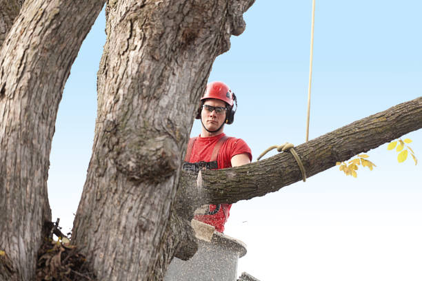 Best Tree Disease Treatment  in Sharpsville, PA