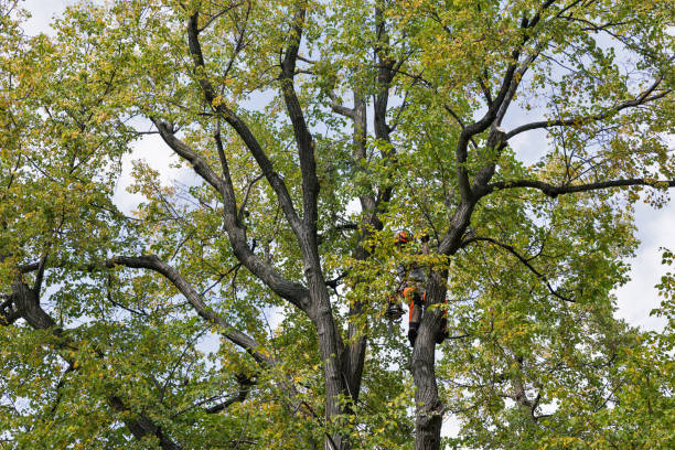 Reliable Sharpsville, PA Tree Care Solutions